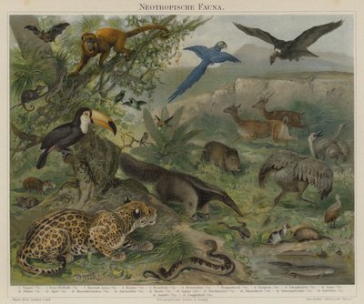 Neotropical Fauna by German School